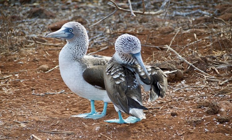 Where to go on holiday in July: Galapagos Islands