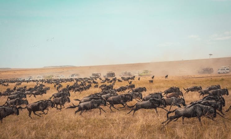 Wildebeest stampede in Kenya