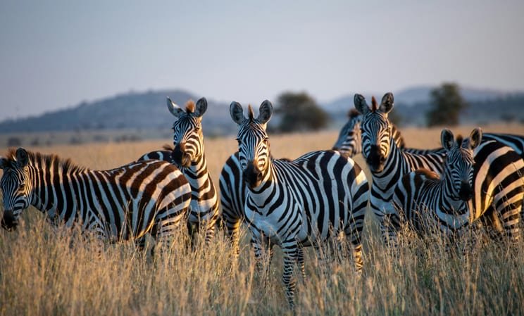zebras in serengeti national park in tanzania