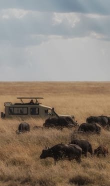 Wildlife & Birdwatching