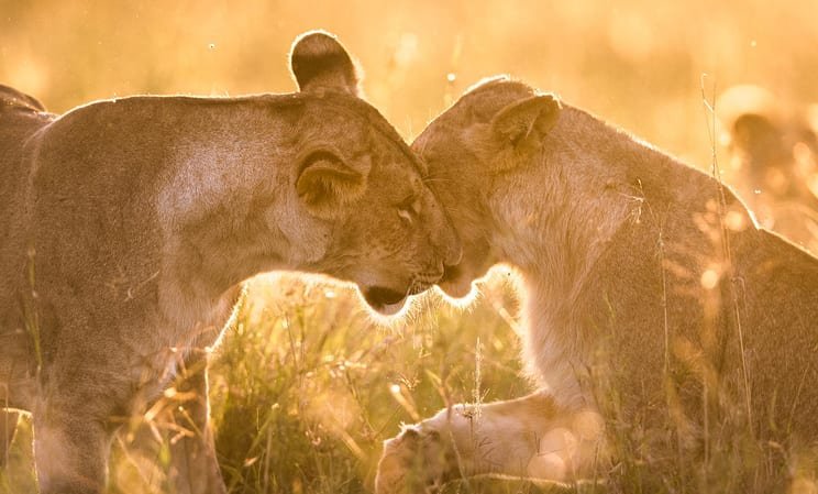 lions on safari, luxury travel Kenya