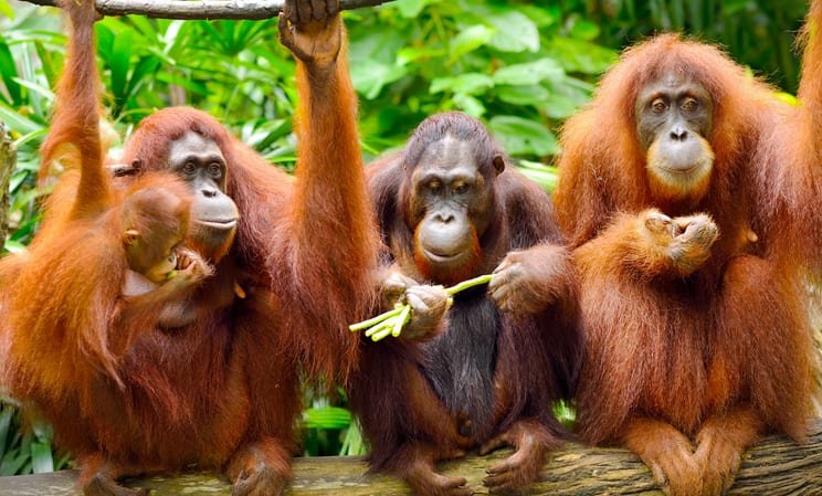 Borneo