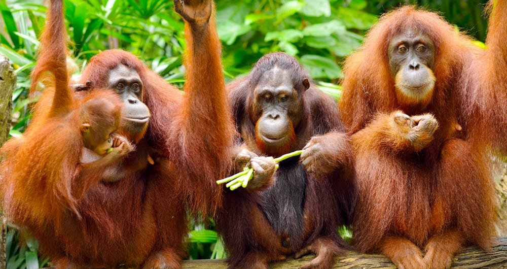 Borneo